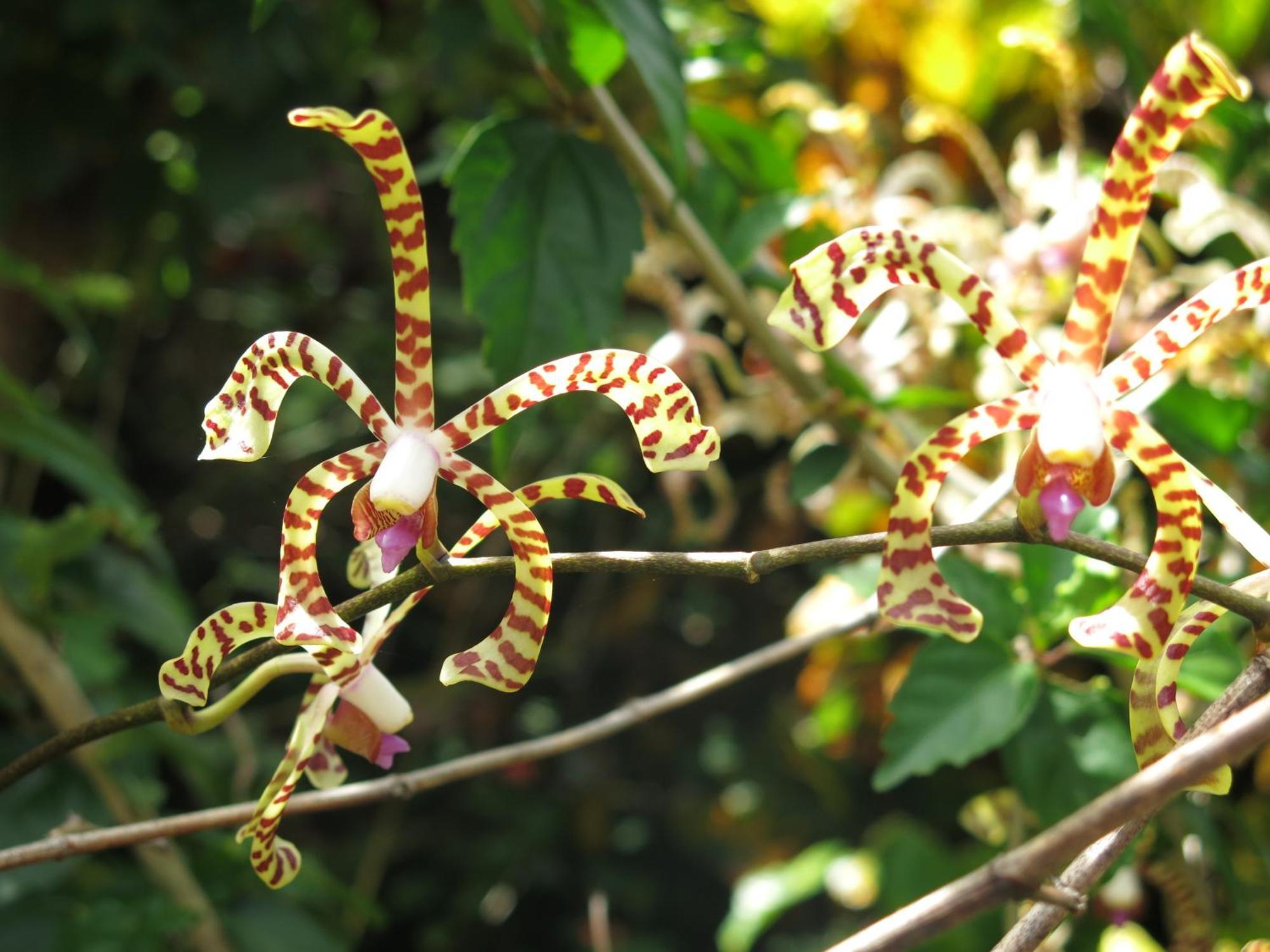 Hibiscus Valley Inn Marigot ภายนอก รูปภาพ
