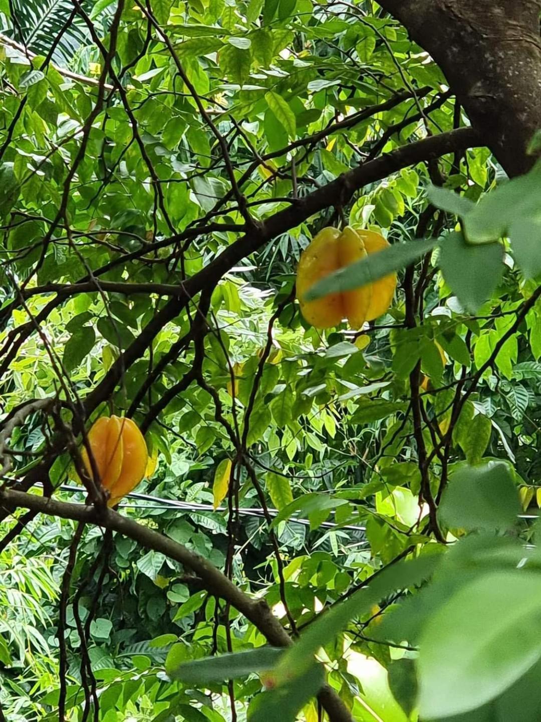 Hibiscus Valley Inn Marigot ภายนอก รูปภาพ