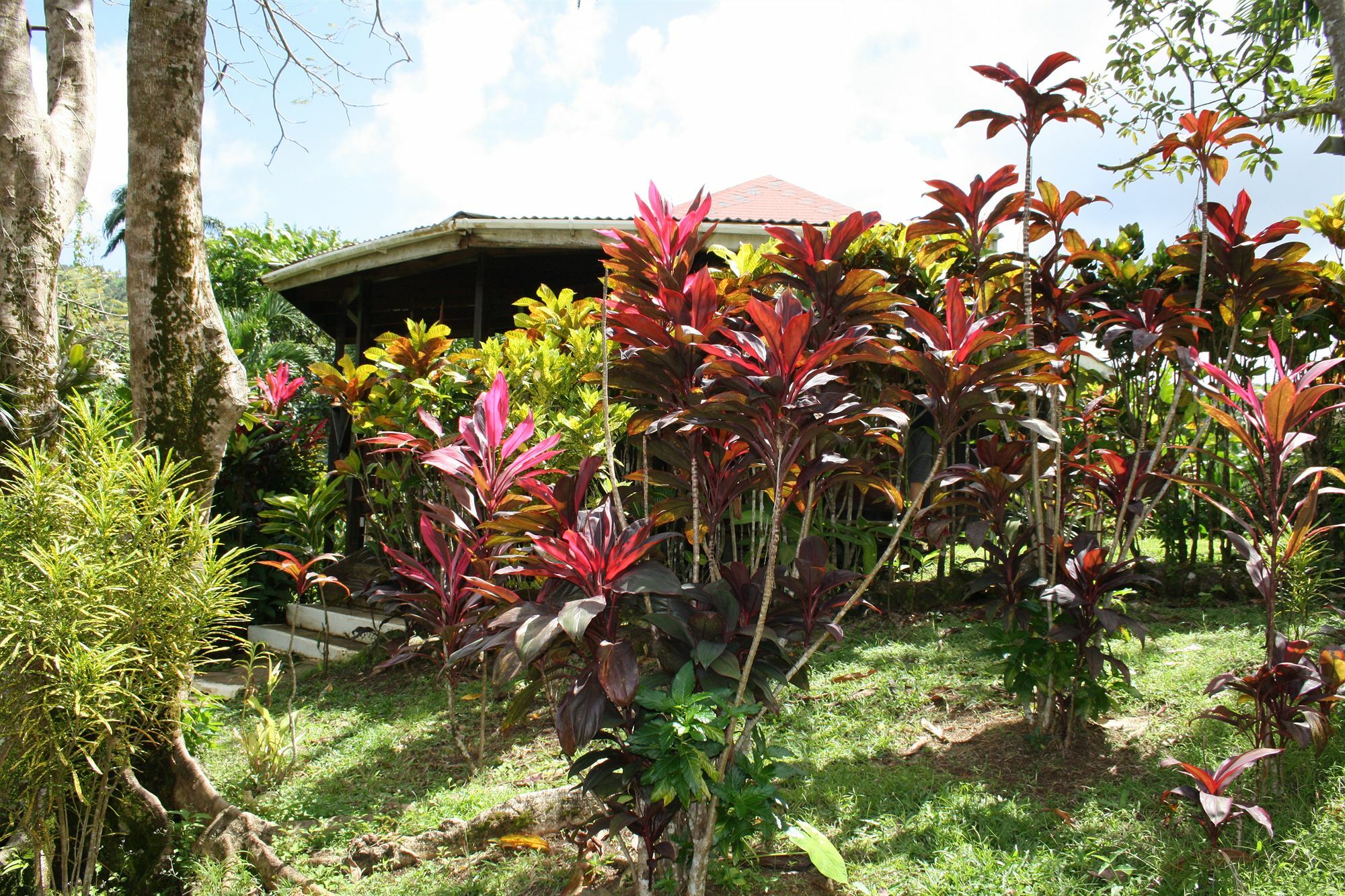 Hibiscus Valley Inn Marigot ภายนอก รูปภาพ